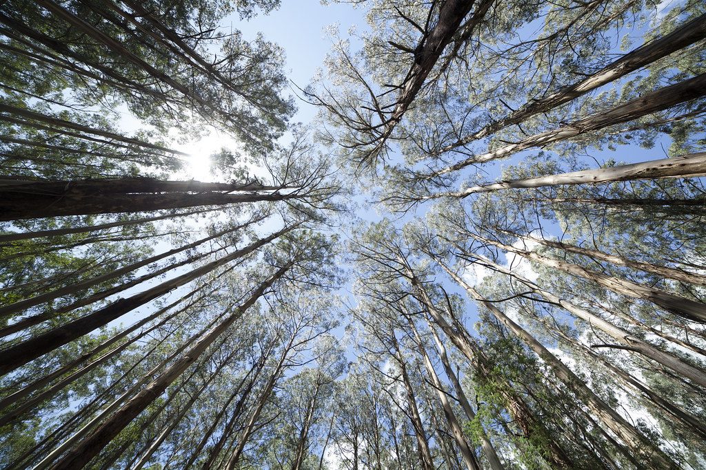 The Black Spur